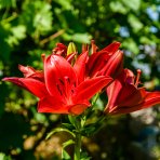 Ľalia ázijská (Lilium asiatic) ´DIABORA´ - 1 cibuľka v kvetináči, kont. C2L (červená)